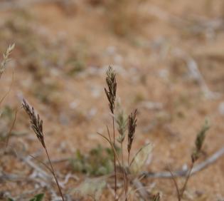 Whole plant