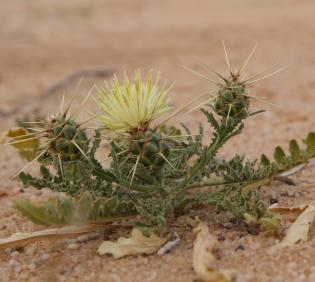 Centaurea scoparia with leaves and flowers