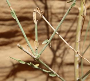 Periploca aphylla leaves