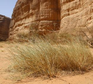Cenchrus divisus in Wadis and ephemeral flooded depressions