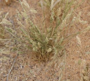 Whole plant