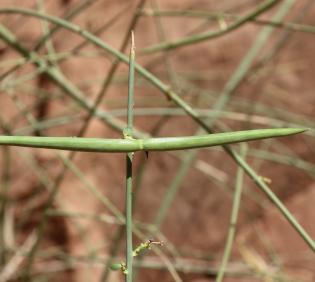 Periploca aphylla fruits