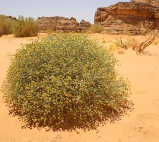 Whole plant