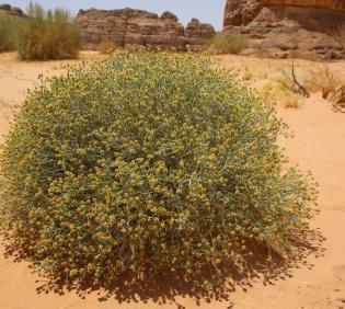 Whole plant