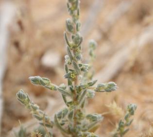 Bassia muricata flower