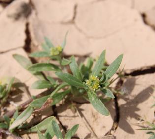 Notoceras bicorne flower