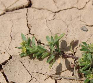 Notoceras bicorne fruits