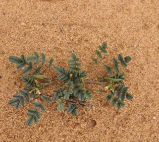 Whole plant