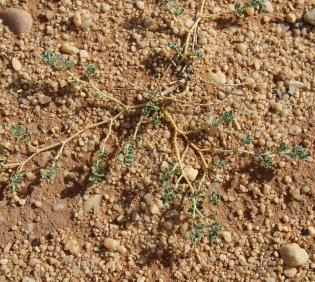 Whole plant