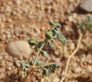 Seetzenia orientalis fruits