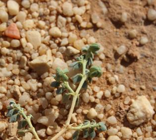 Seetzenia orientalis fruits