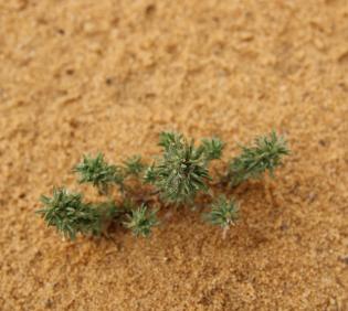 Whole plant