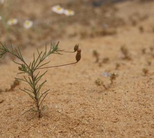Whole plant