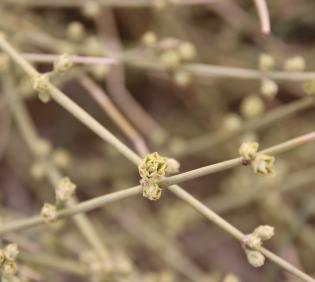 Ephedra alata fruits