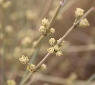 Ephedra alata fruits
