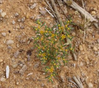 Whole plant