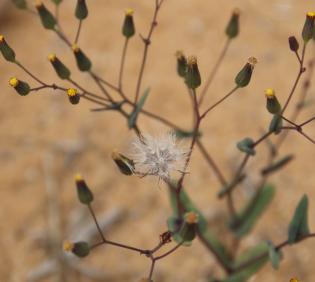 Senecio flavus fruits