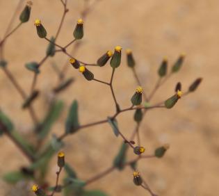 Senecio flavus flowers