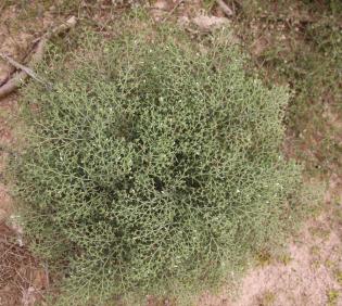 Whole plant