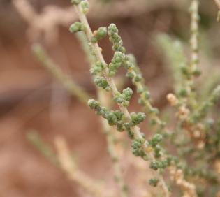Caroxylon imbricatum leaves