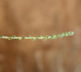 Caroxylon imbricatum