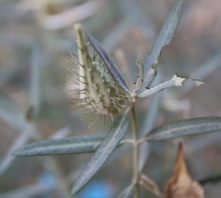 Gomphocarpus sinaicus fruit