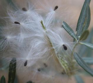 Gomphocarpus sinaicus fruit and seeds