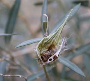 Gomphocarpus sinaicus fruit