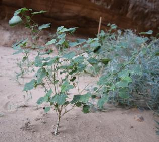 Abutilon fruticosum