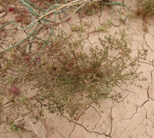 Whole plant