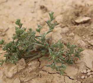Whole plant