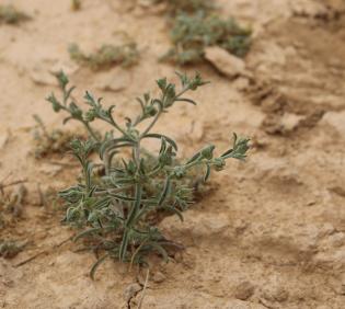 Whole plant