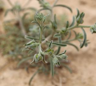 Ogastemma pusillum fruits