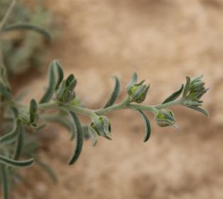 Ogastemma pusillum fruits