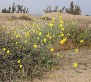 Whole plant