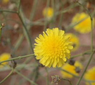 Launaea mucronata flowers