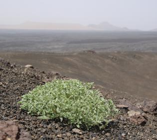 Whole plant on Harrat Khaybar