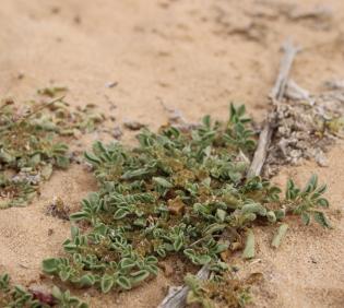 Whole plant