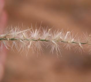 Cenchrus divisus fruit