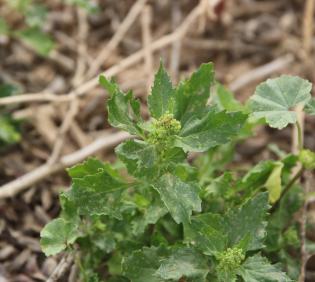 Chenopodiastrum murale leaves and flowers