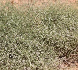 Whole plant