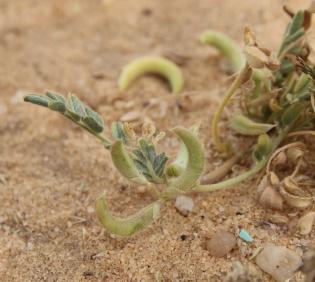 Astragalus eremophilus leaves and fruits