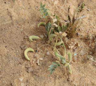 Whole plant