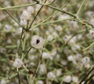 Ephedra ciliata fruits
