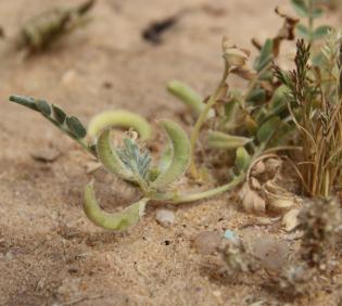 Astragalus eremophilus leaves and fruits