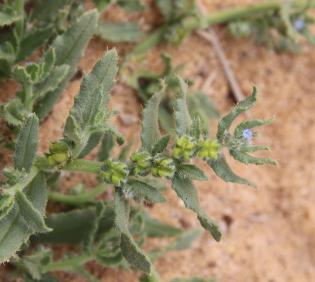 Gastrocotyle hispida flower and fruits