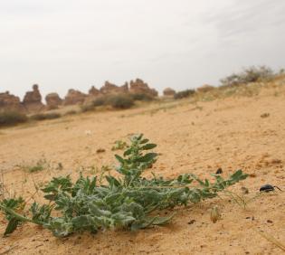 Whole plant