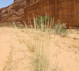 Whole plant