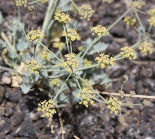 Ducrosia flabellifolia flowers