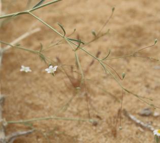 Gypsophila capillaris flower